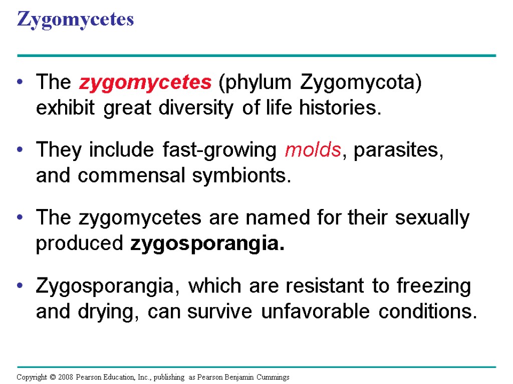 Zygomycetes The zygomycetes (phylum Zygomycota) exhibit great diversity of life histories. They include fast-growing